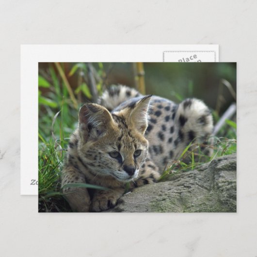 Wild Bobcat Postkarte (Vorne/Hinten)