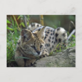 Wild Bobcat Postkarte (Vorderseite)