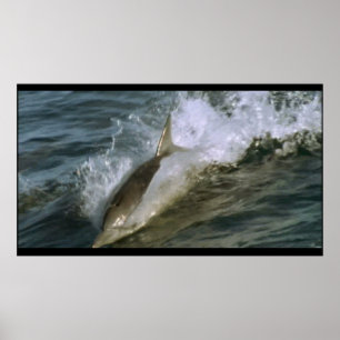 Wild Bottlenose Dolphin Poster