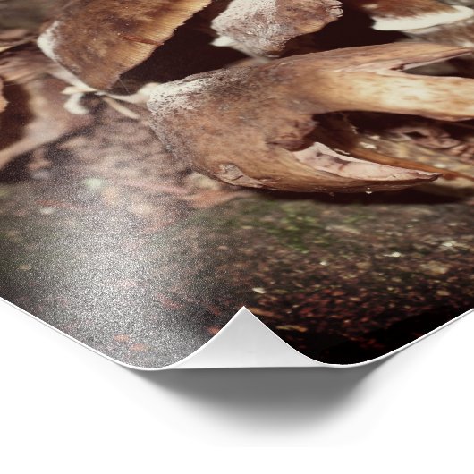 Wild-braune Pilze in Baumkrebs 8x10 Fotodruck (Ecke)