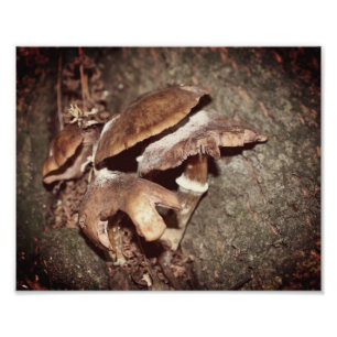 Wild-braune Pilze in Baumkrebs 8x10 Fotodruck