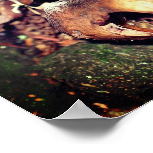 Wild-braune Pilze in der Baumschule Poster (Ecke)