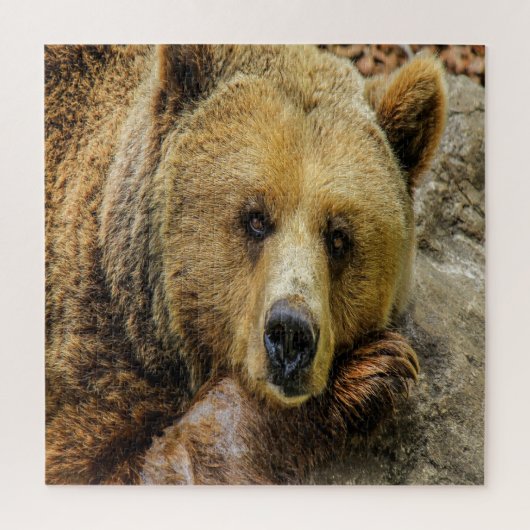 Wild Brown Bear Puzzle (Vertikal)