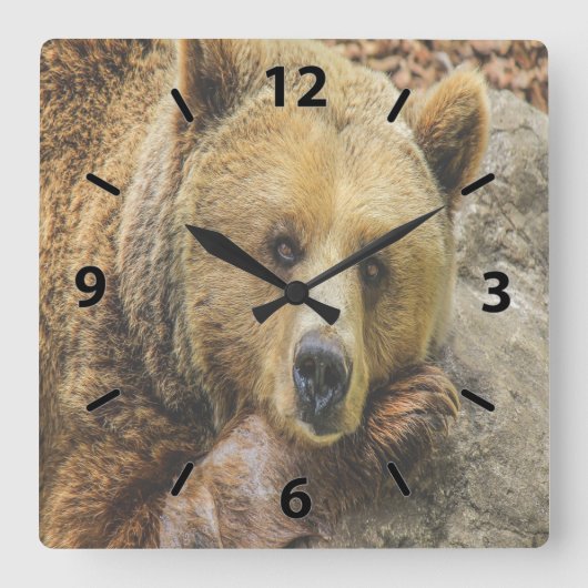 Wild Brown Bear Quadratische Wanduhr (Vorderseite)
