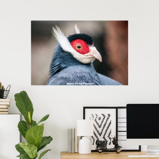 Wild Brown Eared Pheasant Poster (Heimbüro)