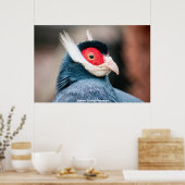 Wild Brown Eared Pheasant Poster (Küche)