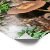 Wild Brown Mushroom Cluster 8x10 Fotodruck (Ecke)