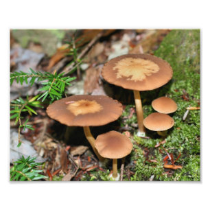 Wild Brown Mushroom Cluster 8x10 Fotodruck