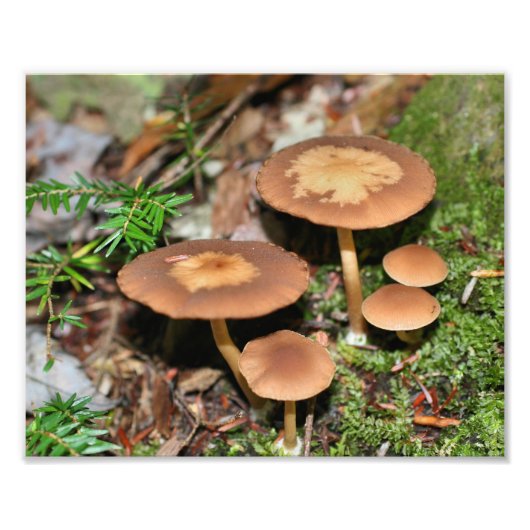 Wild Brown Mushroom Cluster 8x10 Fotodruck (Vorne)