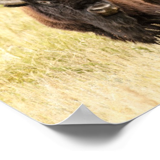 Wild Buffalo auf einem Feld Poster (Ecke)