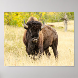 Wild Buffalo auf einem Feld Poster