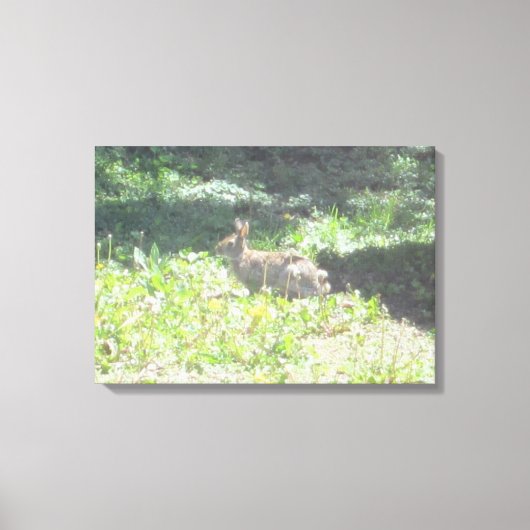 Wild Bunny Foto auf Leinwand (Vorderseite)