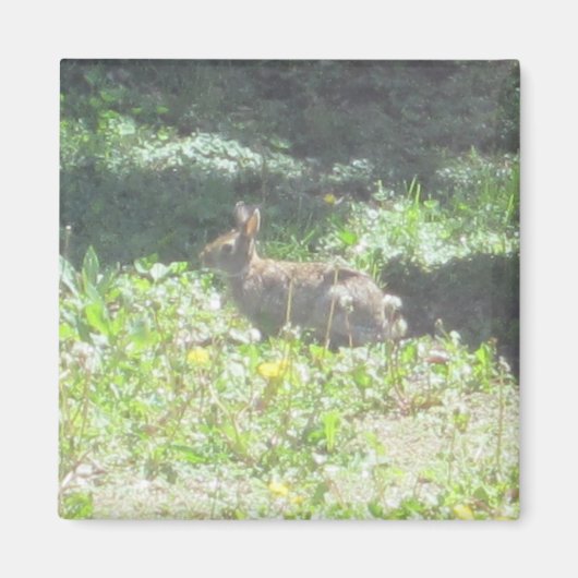 Wild Bunny Magnet (Vorne)