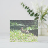 Wild Bunny Postcard Postkarte (Stehend Vorderseite)