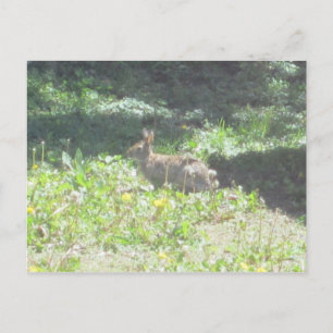 Wild Bunny Postcard Postkarte