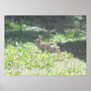 Wild Bunny Print Poster