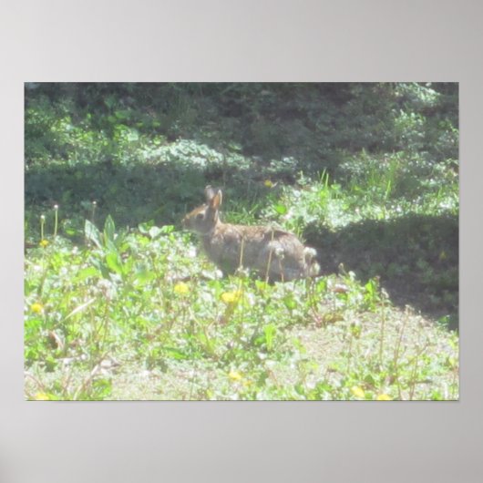 Wild Bunny Print Poster (Vorne)