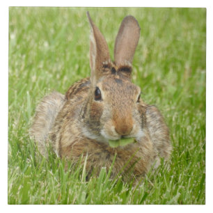 Wild Bunny Rabbit, das Gras isst Fliese