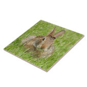 Wild Bunny Rabbit, das Gras isst Fliese (Seite)