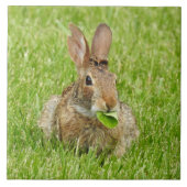 Wild Bunny Rabbit Eating Fliese (Vorderseite)