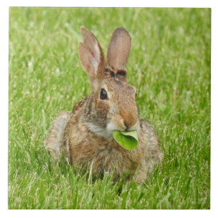 Wild Bunny Rabbit Eating Fliese