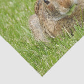 Wild Bunny Rabbit Eating Grass Seidenpapier (Ausschnitt)