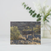 Wild Burro bei Oatman, Arizona Postkarte (Stehend Vorderseite)