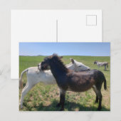 Wild Burros, Custer Staat Park, South Dakota Postkarte (Vorne/Hinten)