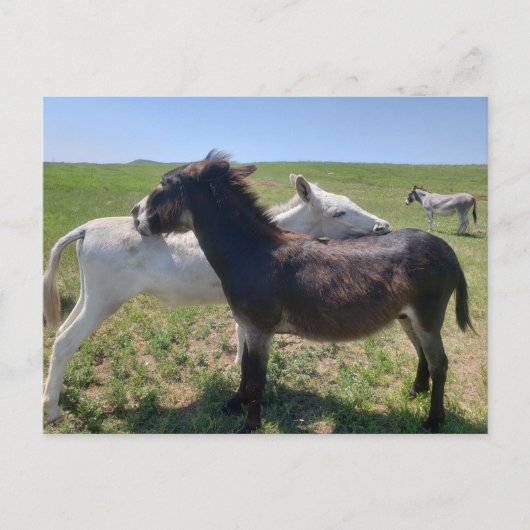 Wild Burros, Custer Staat Park, South Dakota Postkarte (Vorderseite)