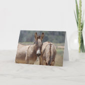 Wild Burros Greeting Karte (Vorderseite)