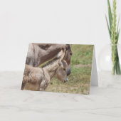 Wild Burros Greeting Karte (Vorderseite)
