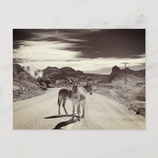 Wild Burros in Kalifornien Postkarte (Vorderseite)