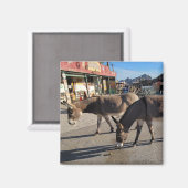 Wild Burros in Oatman, Arizona Magnet (Vorderseite/Rückseite)