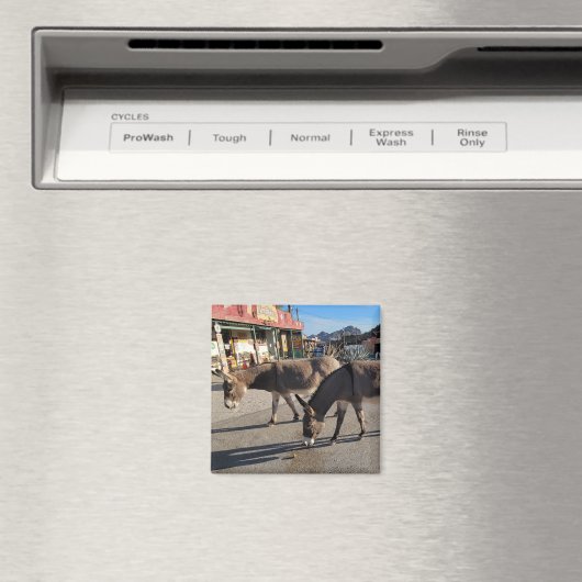 Wild Burros in Oatman, Arizona Magnet (In Situ (Geschirrspüler))