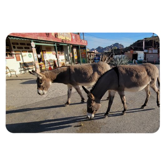 Wild Burros in Oatman, Arizona Magnet (Horizontal)