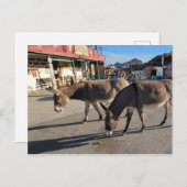 Wild Burros in Oatman, Arizona Postkarte (Vorne/Hinten)