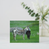 Wild Burros South Dakota Postkarte (Stehend Vorderseite)