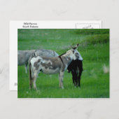 Wild Burros South Dakota Postkarte (Vorne/Hinten)