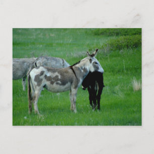 Wild Burros South Dakota Postkarte