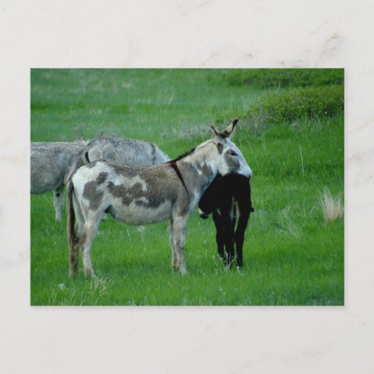 Wild Burros South Dakota Postkarte (Vorderseite)