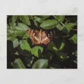 Wild Butterfly in Green Foliage Postkarte (Vorderseite)