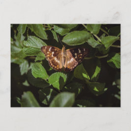Wild Butterfly in Green Foliage Postkarte