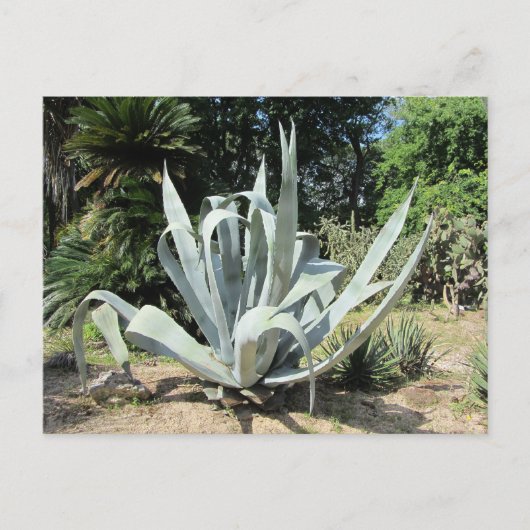 Wild Cactus Postkarte (Vorderseite)