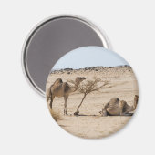 Wild Camels Magnet (Vorderseite/Rückseite)