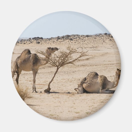 Wild Camels Magnet (Vorne)