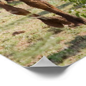 Wild Camels Poster (Ecke)