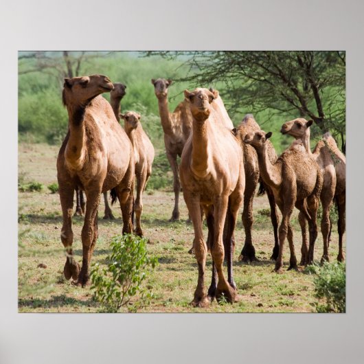 Wild Camels Poster (Vorne)