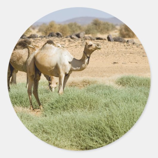 Wild Camels Runder Aufkleber (Vorderseite)