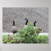 Wild Canada Goose Trio Animal Poster (Vorne)