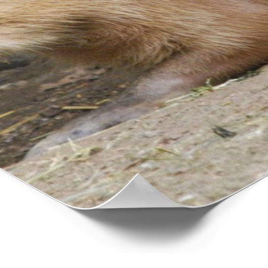 Wild Capybara Poster (Ecke)